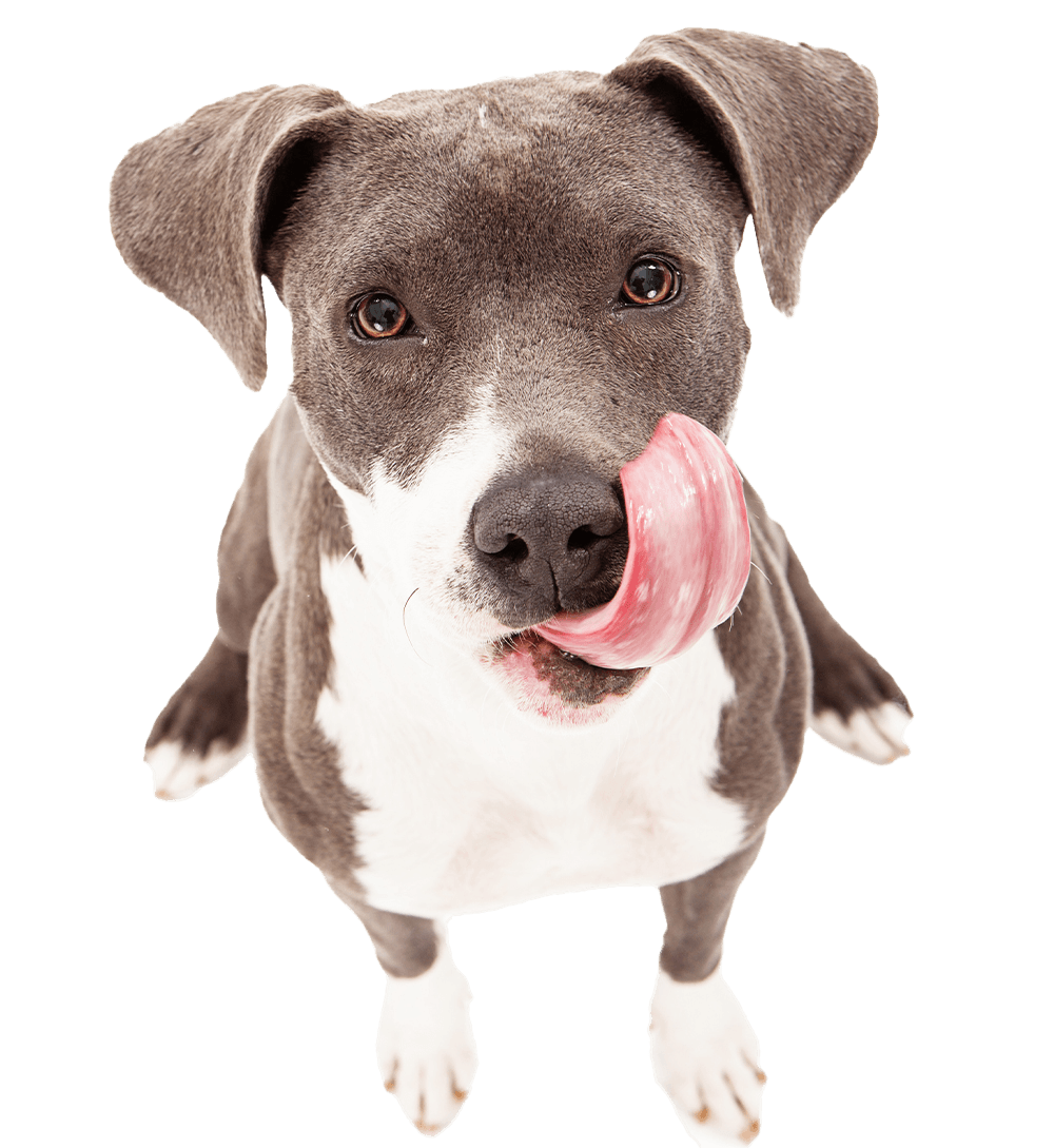 Kit 12 Ração Úmida Natural para Cães Suín...